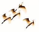 Birds in Flight (838Wx700H) - Birds in Flight Outside Safed - Israel - 2009 