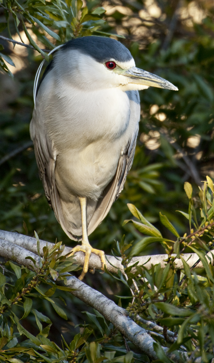 Download Black Crowned Heron (708Wx1200H)