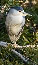 Black Crowned Heron (708Wx1200H) - Black Crowned Night Heron - Up Close - Amelia Island - 2010 