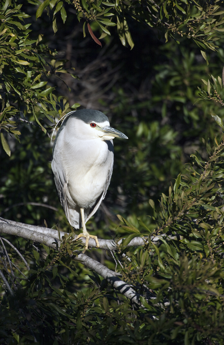 Download Black Crowned Heron  (779Wx1200H)