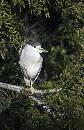 Black Crowned Heron  (779Wx1200H) - Black Crowned Night Heron - Amelia Island - 2010 