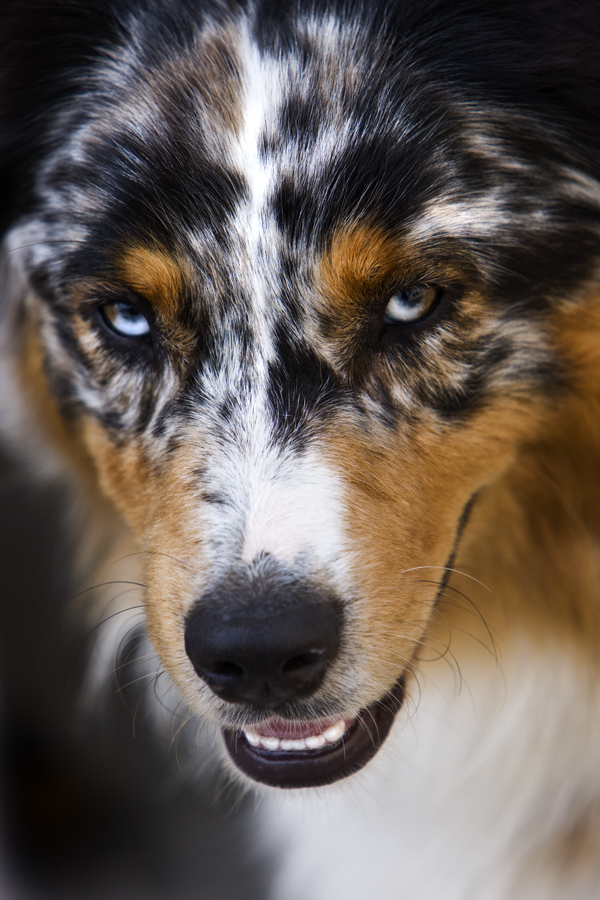 Download Blue Eyed Dog (600Wx900H)