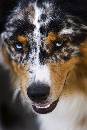 Blue Eyed Dog (600Wx900H) - Blue Eyed Dog in Pula - 2008 