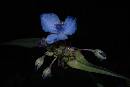 Blue Flower 3 (945Wx630H) - Blue Flower 3 - Amelia Island - 2008 