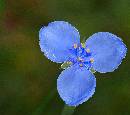 Blue Flower (810Wx719H) - Blue Flower - Amelia - 2008 