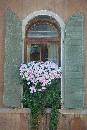 Blue Flowers  (600Wx900H) - Blue Flowers in Window - Venice - 2008 