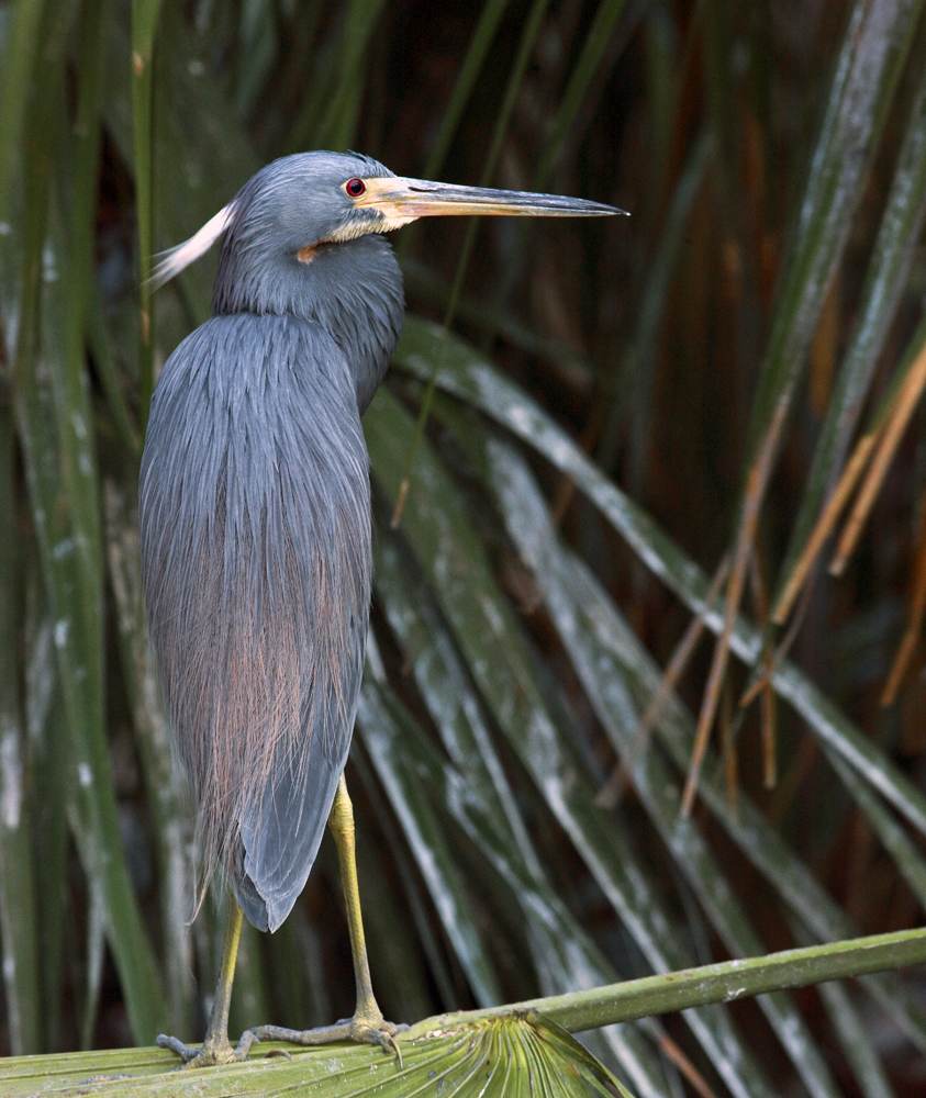 Download Blue Heron Profile (843Wx1000H)