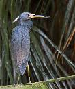 Blue Heron Profile (843Wx1000H) - Blue Heron Profile - Amelia Island - 2010 