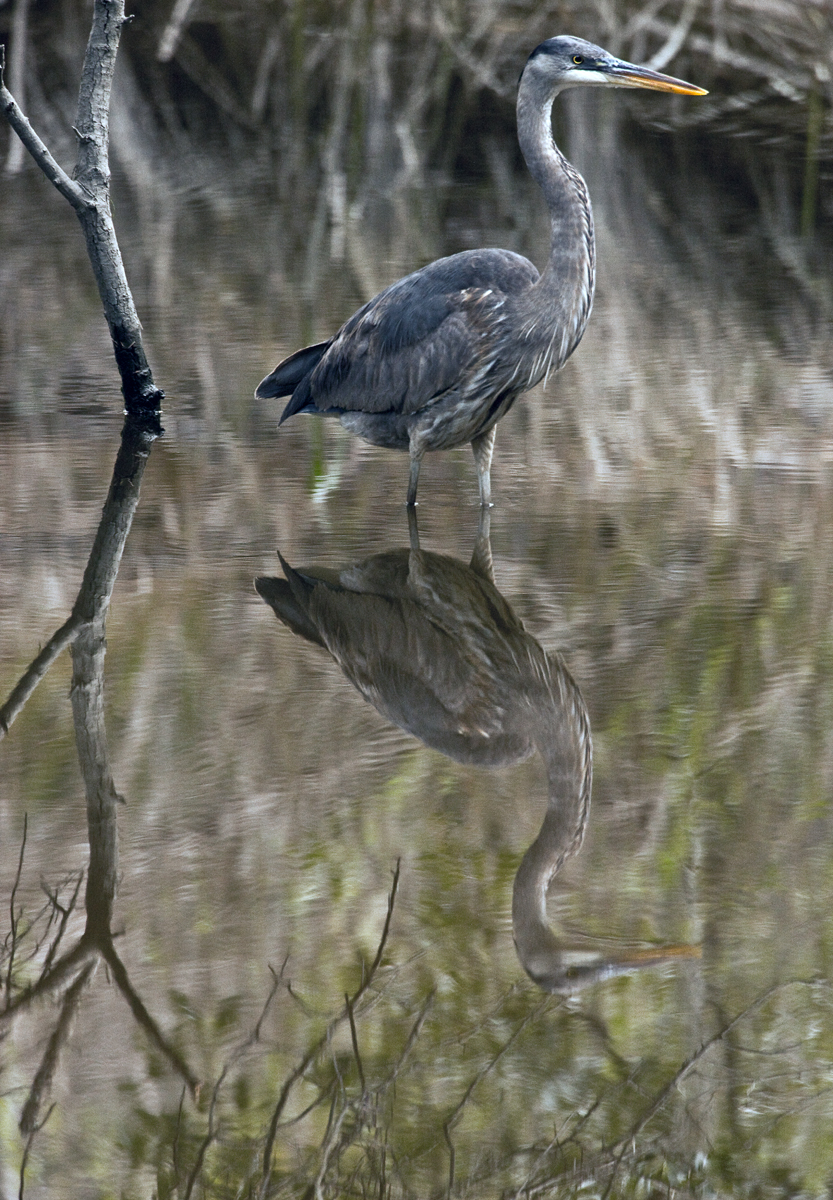Download Blue Heron (833Wx1200H)