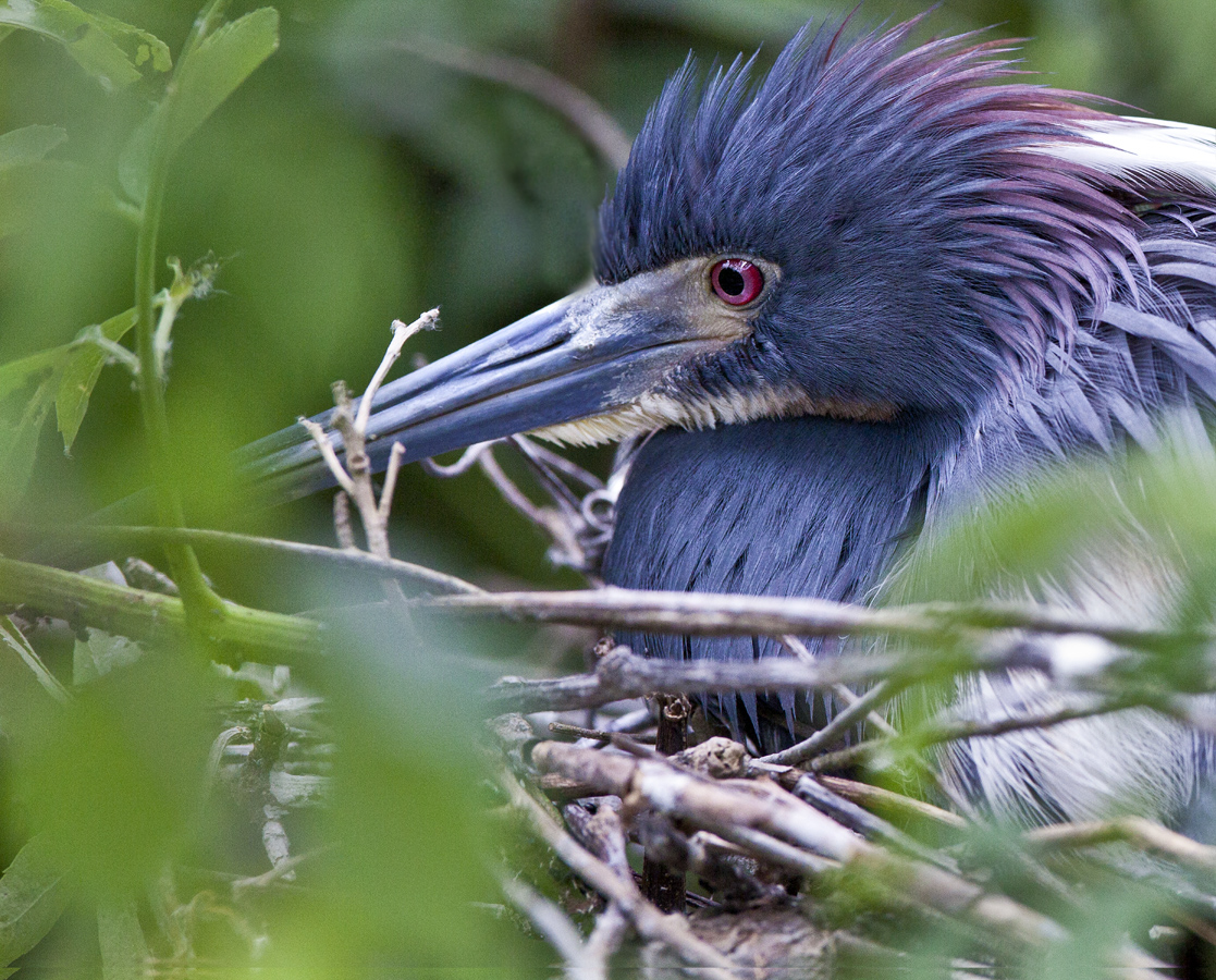 Download Blue Close-Up (1117Wx900H)