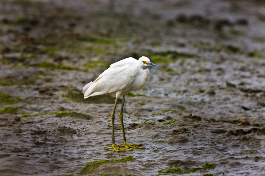 Download Blue Beak (810Wx540H)