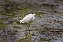 Blue Beak (810Wx540H) - Blue Beak - Amelia - 2008 