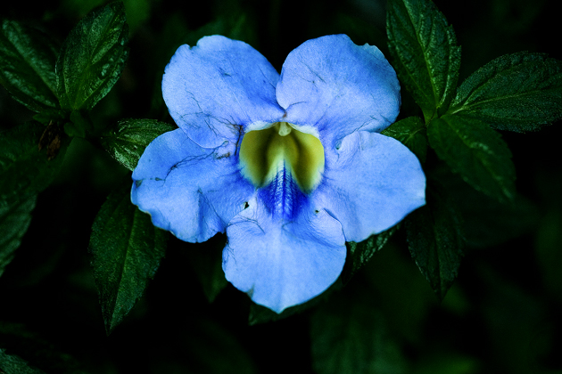 Download BlueFlower (630Wx420H)