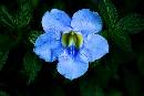 BlueFlower (630Wx420H) - Blue Flower - Riverwalk - San Antonio - 2006 