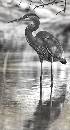 Heron B&W (1693Wx3142H) - Blue Heron - B&W - Amelia - 2008 