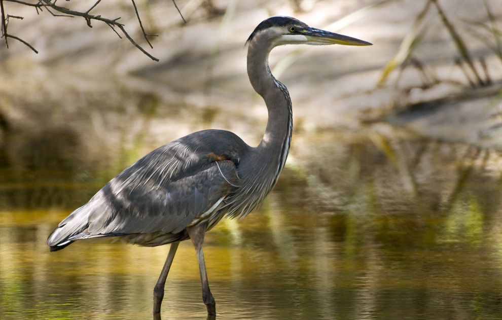 Download Heron in Bend (990Wx631H)