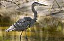 Heron in Bend (990Wx631H) - Heron in Creek Bend - Amelia - 2008 