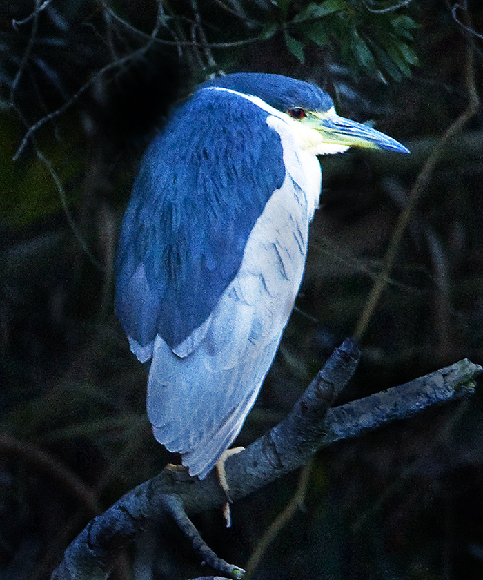 Download Blue Heron (700Wx840H)