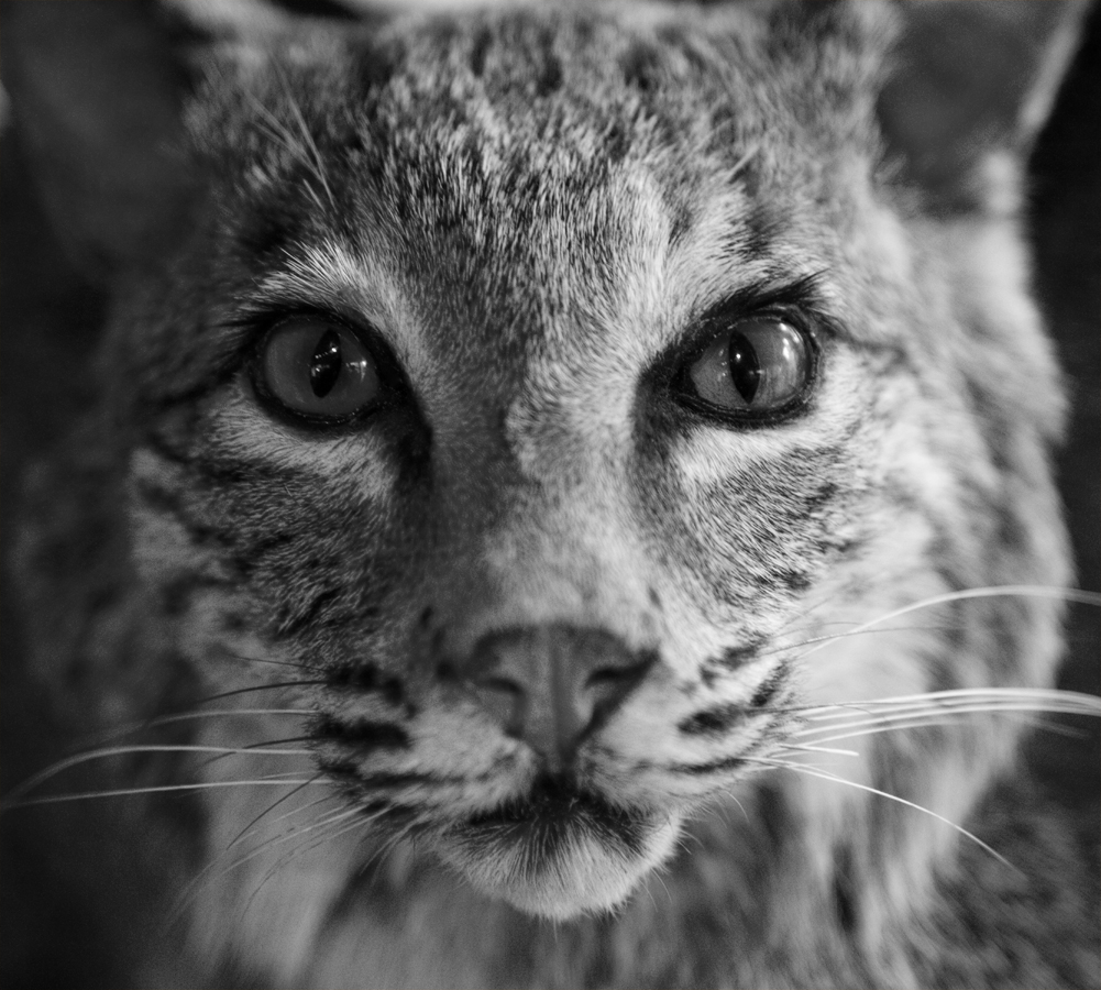 Download Bob Cat (1001Wx900H)