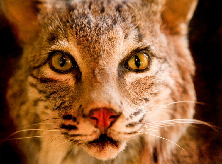 Download BobCat (757Wx560H)