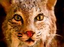 BobCat (757Wx560H) - Bob Cat - Amelia Island 