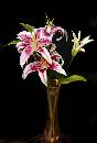 Bob's Flowers - 2006 (405Wx601H) - Flowers From Bob Henderson - 2006 