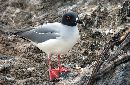  (700Wx456H) - Red Footed Boobie - Galapagos - 2002 