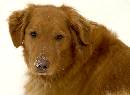 BounderSnow (576Wx423H) - Bounder - 2005 - Henry Park 