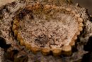  (600Wx402H) - Treasure From Desert Botanical Garden, Arizona 