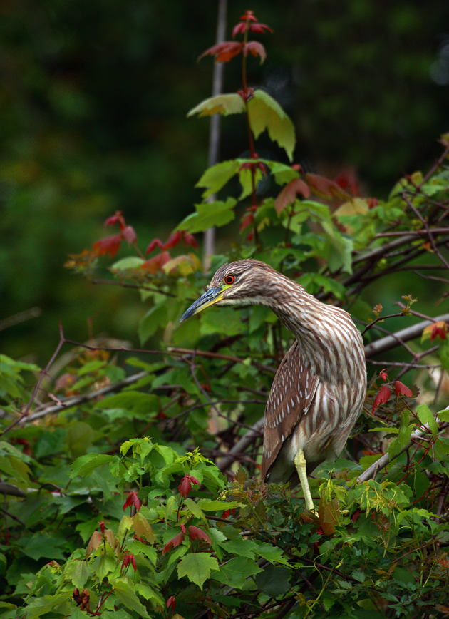 Download Brown Bird (630Wx868H)