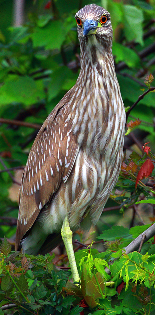 Download Brown Bird - Looking (543Wx1100H)
