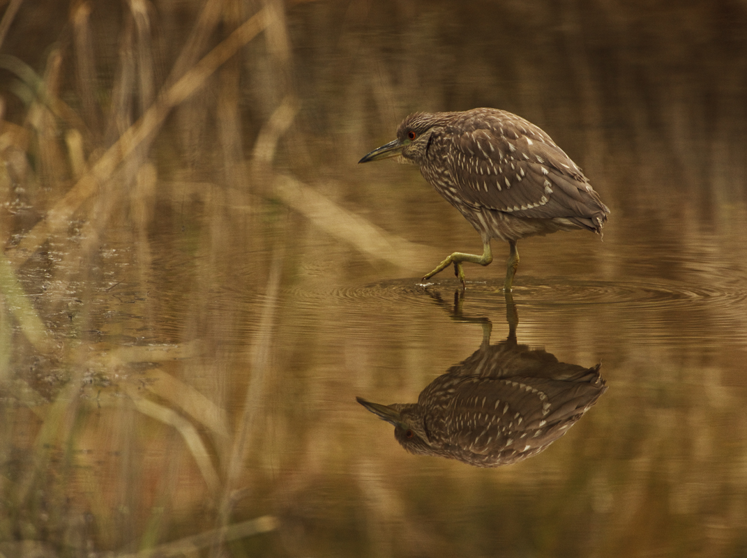 Download Brown Heron Stepping (1071Wx800H)