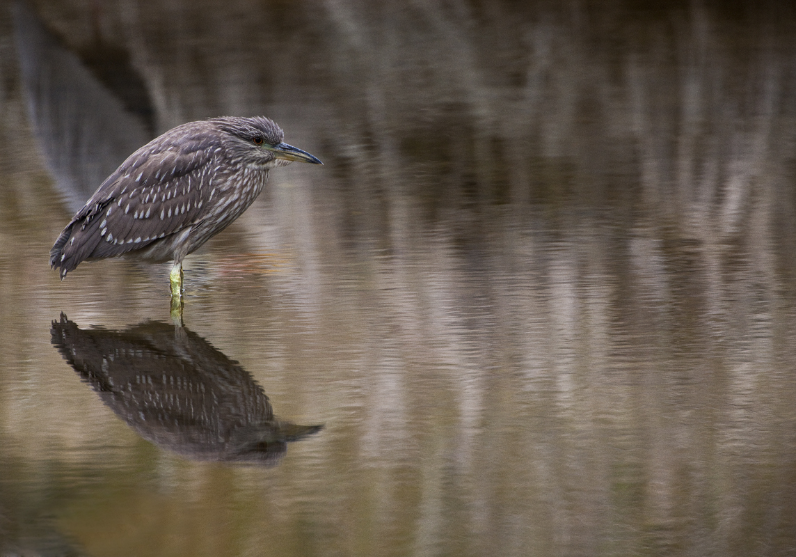 Download Brown Heron  (1144Wx800H)