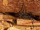 Bug 1 (929Wx700H) - Bug 1 - 2009 