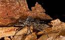 Bug 2 (1050Wx652H) - Bug 2 - 2009 