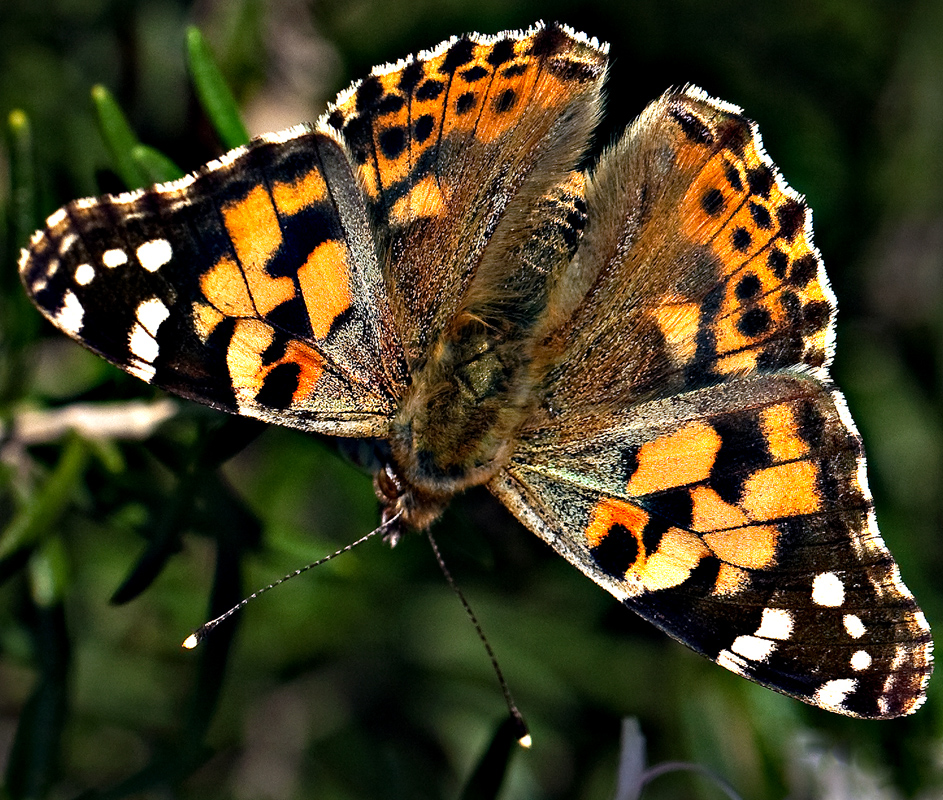 Download Butterfly (943Wx800H)