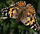 Butterfly (943Wx800H) - Butterfly - Israel - 2009 