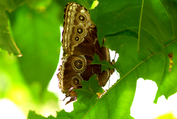 Download Butterfly1 (603Wx404H)