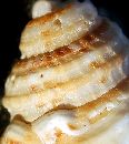  (500Wx560H) - Conch - Galapagos - 2002 