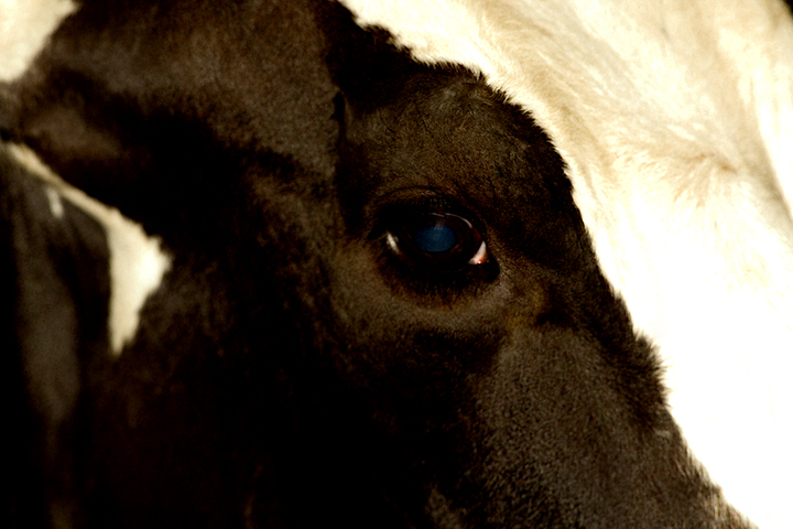 Download Cow (720Wx480H)