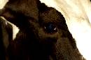 Cow (720Wx480H) - Cow - Maryland State Fair - 2006 