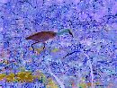  (640Wx480H) - Crane from Smith Island Marsh 