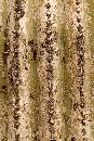  (400Wx598H) - Cactus - Phoenix - 2004 