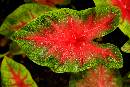 Caladium (800Wx533H) - Caladium - San Antonio - 2006 