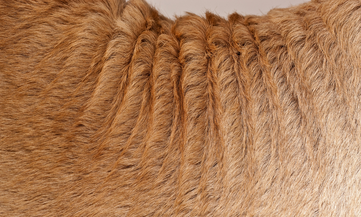 Download Camel (1164Wx700H)
