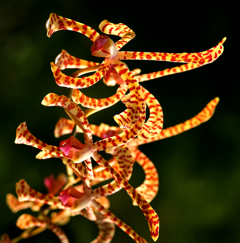 Download CandyStripe (495Wx501H)