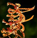 CandyStripe (495Wx501H) - CandyStripe Flower - Costa Rica - 2005 