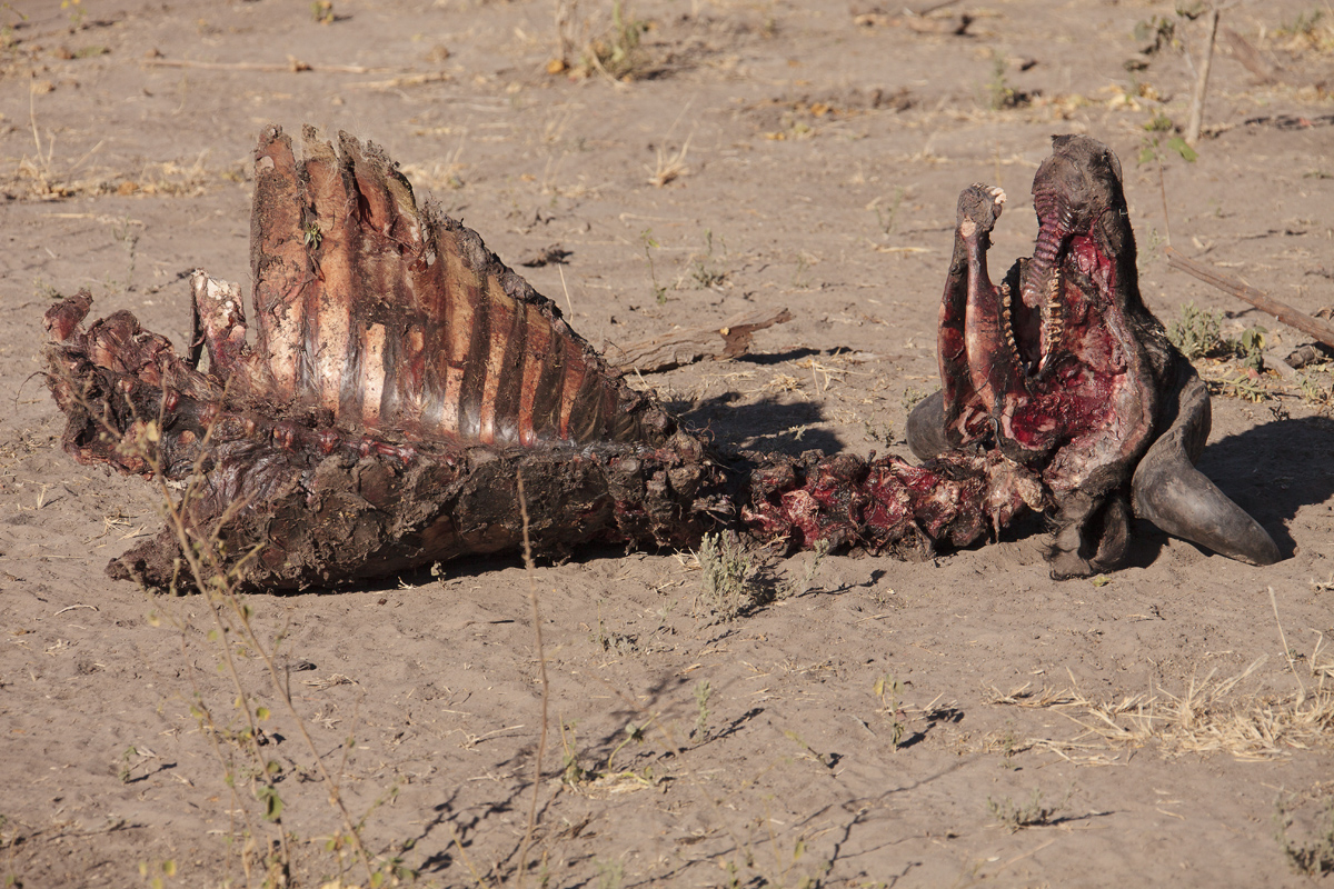 Download Cape Carcass (1200Wx800H)