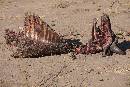 Cape Carcass (1200Wx800H) - Cape Buffalo Carcass - Africa - 2010 