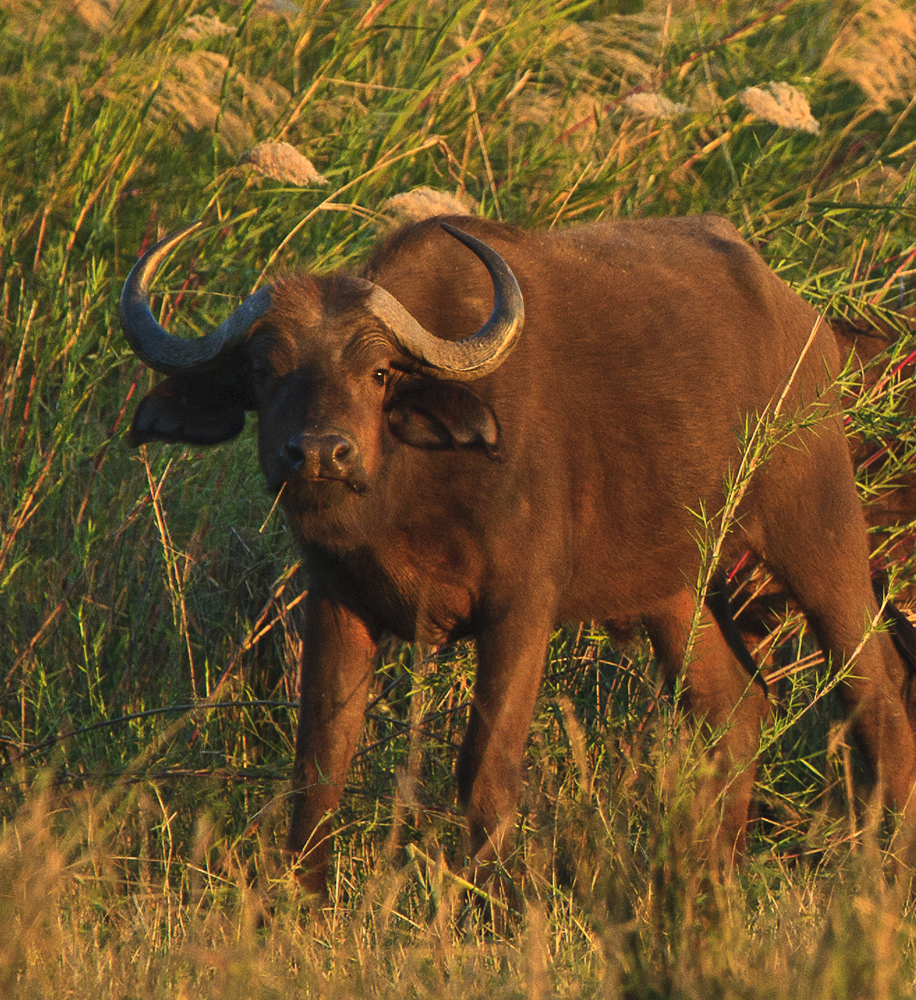 Download Cape Buffalo  (916Wx1000H)